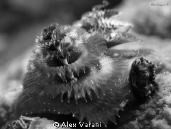 Spirobranchus giganteus b/w by Alex Varani 